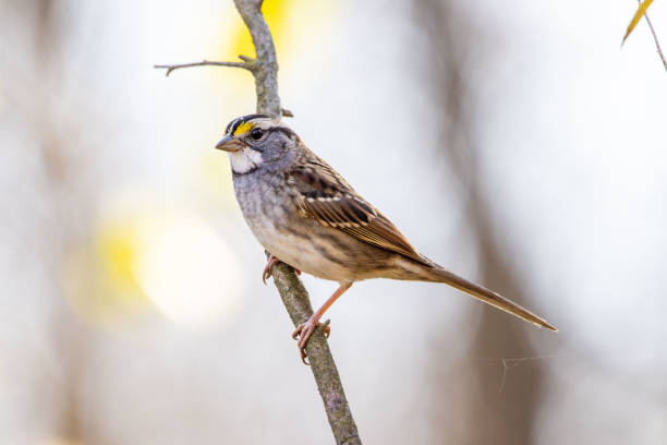 istock Selective focus shot of a cute sparrow perched on a branch 1437671871