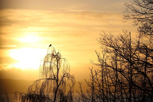 A silhouette of a tiny bird perched on a tree branch at a golden sunset