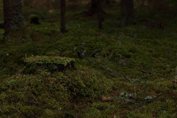 istock Scenic view of green moss and plants in a forest 1437671880