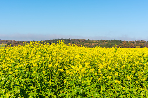 A beautiful shot of a mustard field