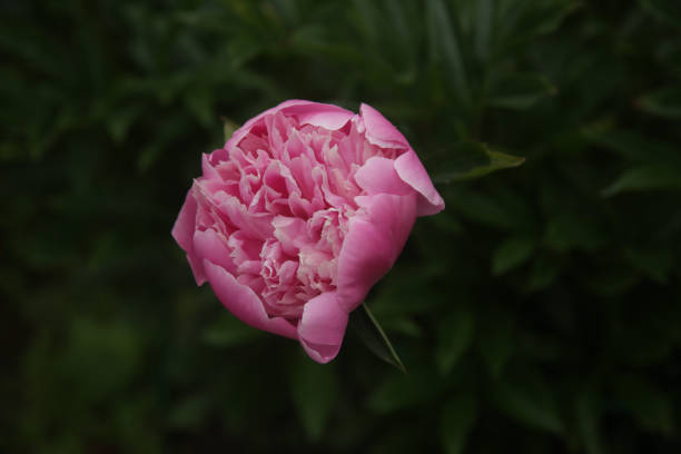 istock Closeup of a pink peony surrounded by greenery in a field with a blurry background 1437671982
