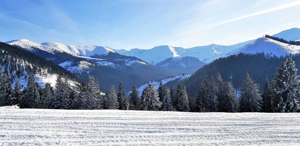 istock Beautiful shot of a forest covered with white snow 1437672142