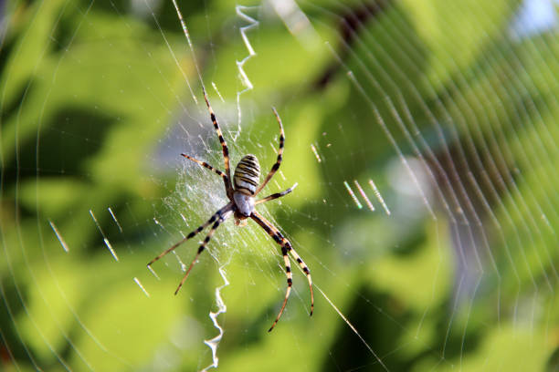 istock Closeup shot of spider web 1437672206