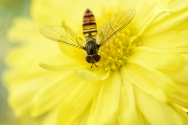 A selective focus shot of a hoverfly on a blooming yellow flower
