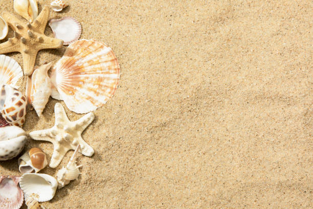 istock Closeup of different seashells on a sandy beach, a background with space for text 1437672573