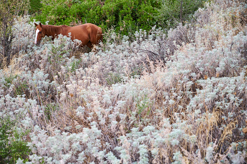 A brown horse grazing in a grass field. Dorgali. Sardinia. Italy.