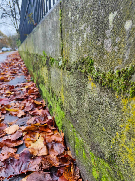 istock Autumn leaves piled up against an old stone wall. 1437673655