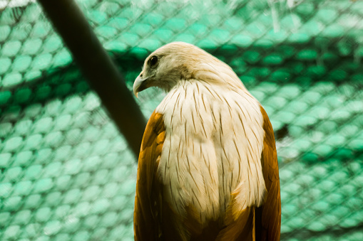 Brahminy Kite A medium sized bird with red eyes, white head, neck and chest with small black stripes.