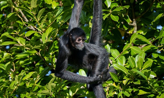 spider monkey in contorted position hanging from tree staring curiously into the distance surrounded by green foliage.
