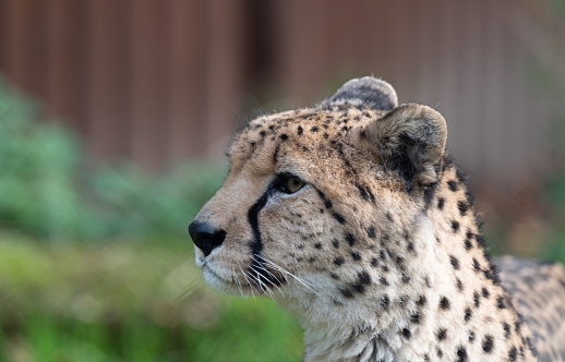 high detail side profile of curious cheetah staring into distance