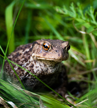 Common toad with high detail in uk sitting calmly in tall green grass