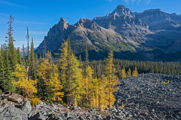 istock Larch Trees and Rocky Mountains at Lake O’Hara 1437674990