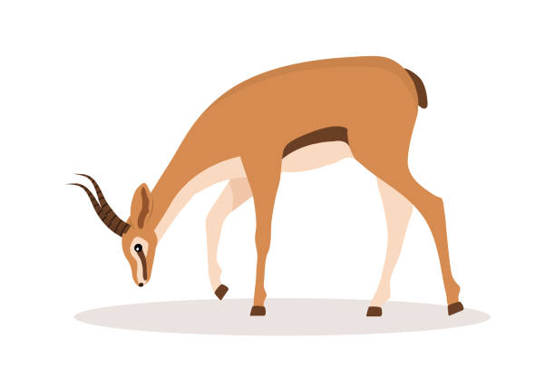 illustrazioni stock, clip art, cartoni animati e icone di tendenza di simpatica antilope africana. gazzella con le corna su sfondo bianco. animale mammifero. illustrazione vettoriale in stile cartone animato piatto - impala