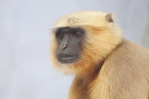 A portrait of a cute langur under the lights against a gray blurry background