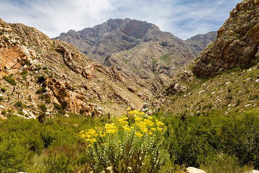 A wild chrub with yellow flowers growing among the mountains of the pass that winds through the spectacular Seweweekspoort in South Africa.