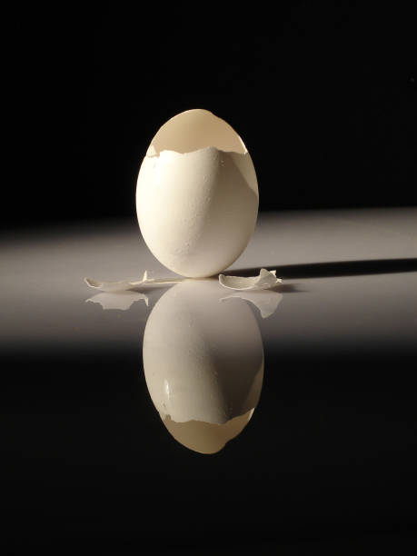 istock Vertical shot of a cracked empty egg shell reflecting on the table under the lights 1437677232