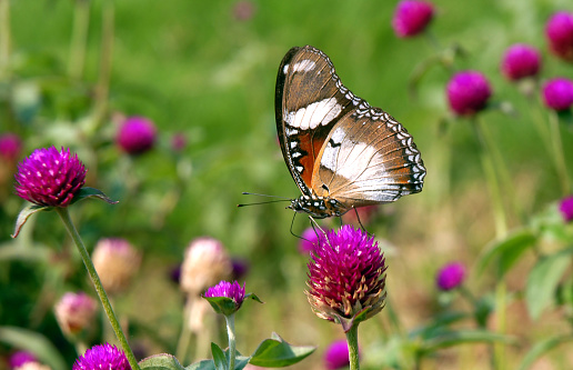 A closeup of a Hypolimnas misippus butterfly on globe amaranth in a field under the sunlight