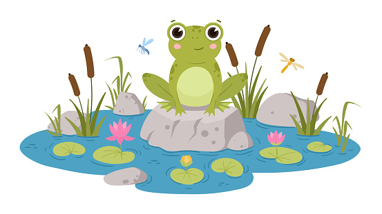 Cartoon frog sitting in pond, cute amphibia. Green toad in natural habitat, froggy water animal in pond with water lilies and reeds flat vector illustrations. Green frog character