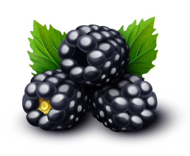 ilustrações de stock, clip art, desenhos animados e ícones de blackberry vector - backgrounds berry close up dessert