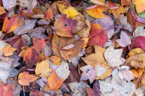 istock Autumn leaves colour background 1437677475