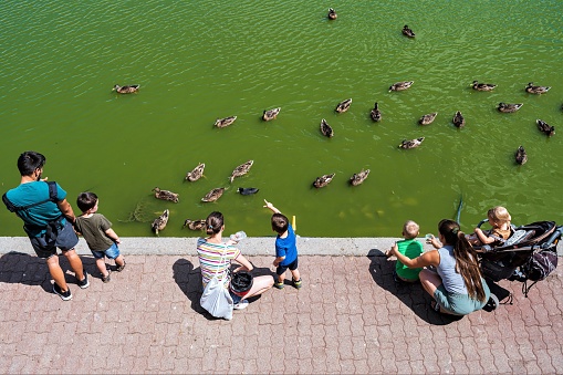 Szeged, Hungary – July 06, 2022: A group of parents and children feed the ducks on a lakeshore