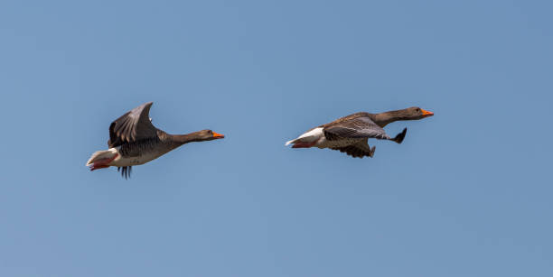 istock Greylag goose, Anser anser. 1437678827