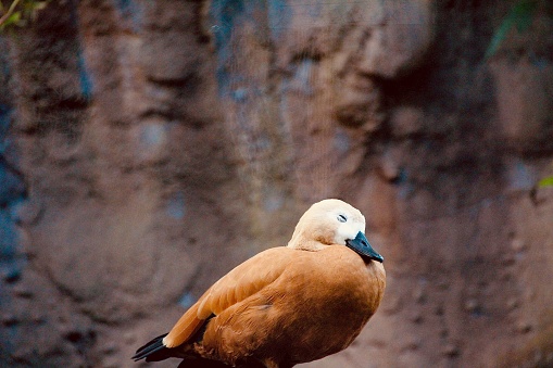 A closeup shot of a ruddy shelduck resting with closed eyes against a blurred cliff