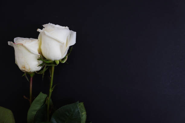 istock death and funeral card with white rose 1437679165