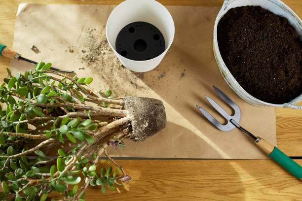 istock Transplanting Crassula plant into new pot at home 1437680071