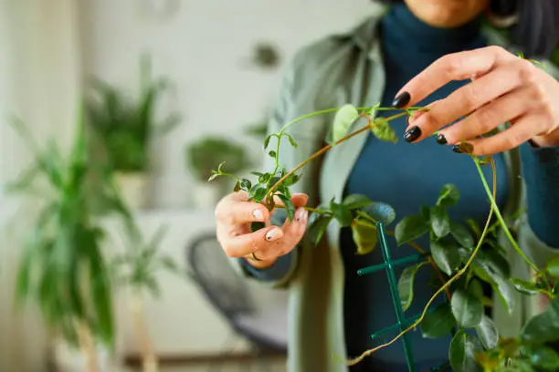 Woman gardener taking care of Mandevilla houseplant at home, Greenery at home, love of plants, indoor cozy garden.