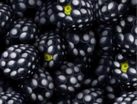 Blackberry, Black Raspberry background. Vector illustration.