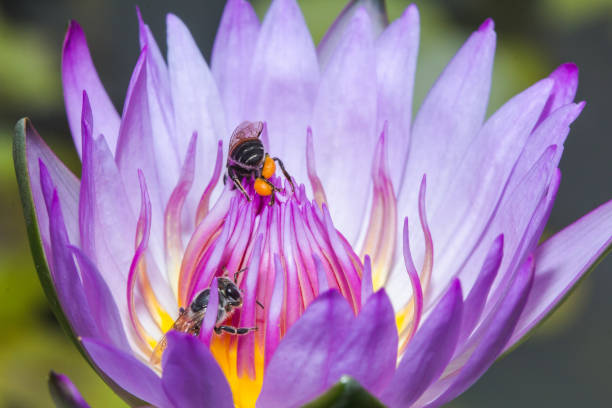 istock little beeon the  blooming purple lotus. 1437680343