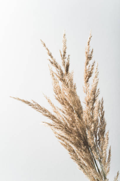 istock Vertical shot of growing plants on an isolated background 1437680387