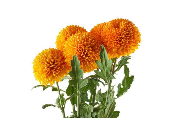 istock Orange chrysanthemum flowers isolated on white background. 1437681043