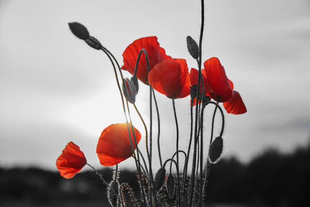 istock Red poppies flowers field for Remembrance day. 1437681091