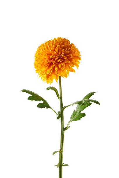 istock Orange chrysanthemum flower isolated on white background. 1437681330