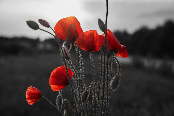 istock Red poppies flowers field for Remembrance day. 1437681794