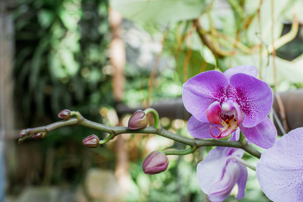 istock purple orchid blooms, front look 3 1437682924