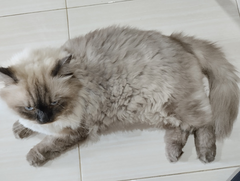 Cute and adorable Himalayan cat is relaxing on the floor