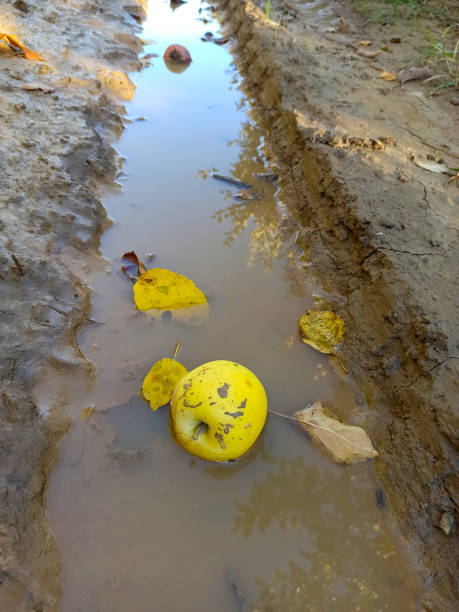fallen yellow apple in the water.