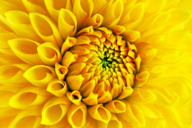 istock Yellow Dahlia flower close up 1437684421