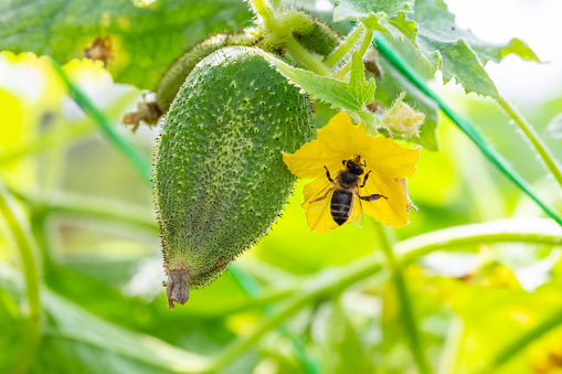 A bee pollinates a yellow cucumber flower macro photography on a summer day. Green cucumber hanging next to a blooming yellow flower close-up photo on a sunny day. Blooming lash of cucumber with ripe fruit macro photography in summer.
