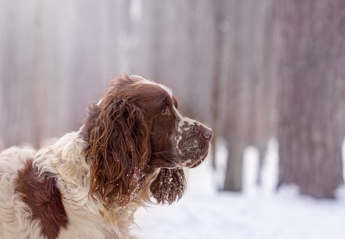 A spaniel dog in a snowy winter forest went out hunting, became alert and looks ahead. The ears and nose are covered in snow