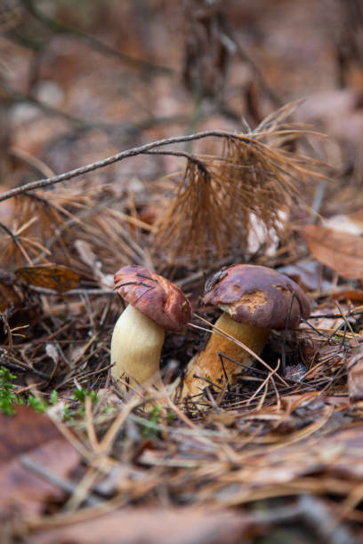 doppelpilz imleria badia allgemein bekannt als die bucht bolete oder boletus badius wächst in pinienwald. - boletus badius stock-fotos und bilder