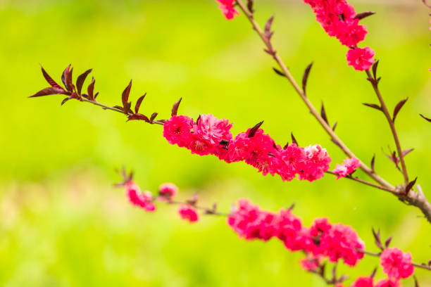 istock the plum trees bloom, Peach blossoms in bloom 1437689142