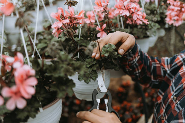 istock Close-up of a florist pruning flowers 1437689177