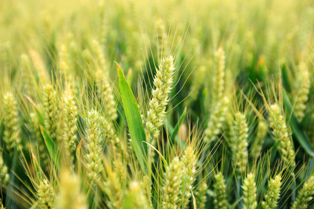 istock The wheat fields are under the blue sky and white clouds 1437689945
