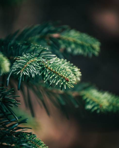 istock Selective focus shot of evergreen fir branches 1437691164