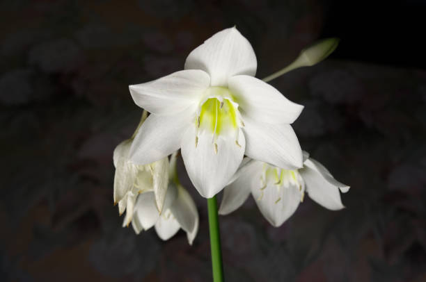 istock Amazon lily, Eucharis lily, Eucharis grandiflora, beautiful white flower. 1437691564