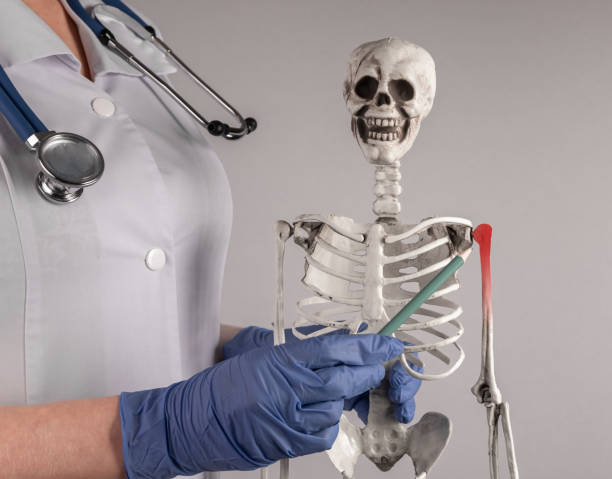 istock Shoulder bone pain, medical skeleton anatomy 1437691658